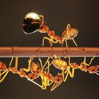 Как избавиться от рыжих домашних муравьев