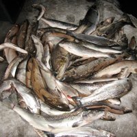 PVD pēc zivju konservu embargo nosūtījis skaidrojumu Krievijas dienestam; aicina atcelt aizliegumu