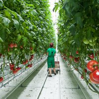 'Getliņi Eko' siltumnīcās pērn novāktas 328,6 tonnas tomātu