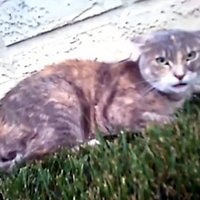 Unikāls video: Ko redz kaķis, kad iet sist citu kaķi
