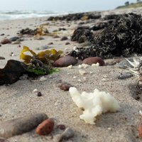 Foto: Lasītājs satraucies par parafīnveidīgiem gabaliem Papes pludmalē
