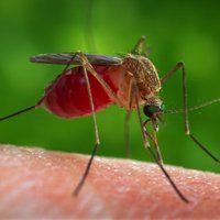 Нобелевская премия по медицине присуждена за лекарство от малярии