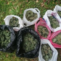 ФОТО. В частном хозяйстве выращивали марихуану