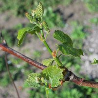 Vīnogu ķekari dārzā: vietas izraudzīšana un stādīšana