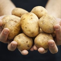 Mīti un patiesība par latviešu 'otro maizi' - kartupeli