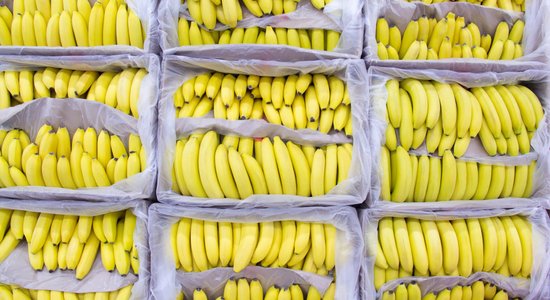 Vienu dienu 0,69 eiro, nākamajā jau 1,69 eiro. Kas liek lēkāt banānu cenām?