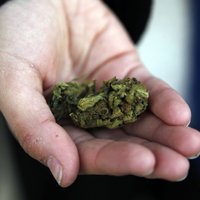 Policija Dobelē aptur 'BMW' un pie trim jauniešiem atrod marihuānu