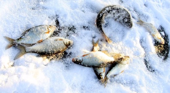 Konstatēta zivju slāpšana Juglas Velnezerā