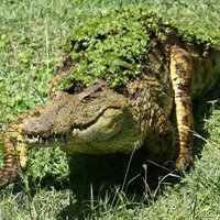 Mozambikā piecmetrīgs krokodils nonāvē 19 gadus vecu futbolistu