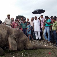 В Индии поезд сбил четырех слонов, животные погибли