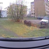 ВИДЕО: Ушаков показал, как ловили кабанов в центре Риги