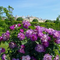 Foto: Rundāles pils parkā majestātiski zied rozes